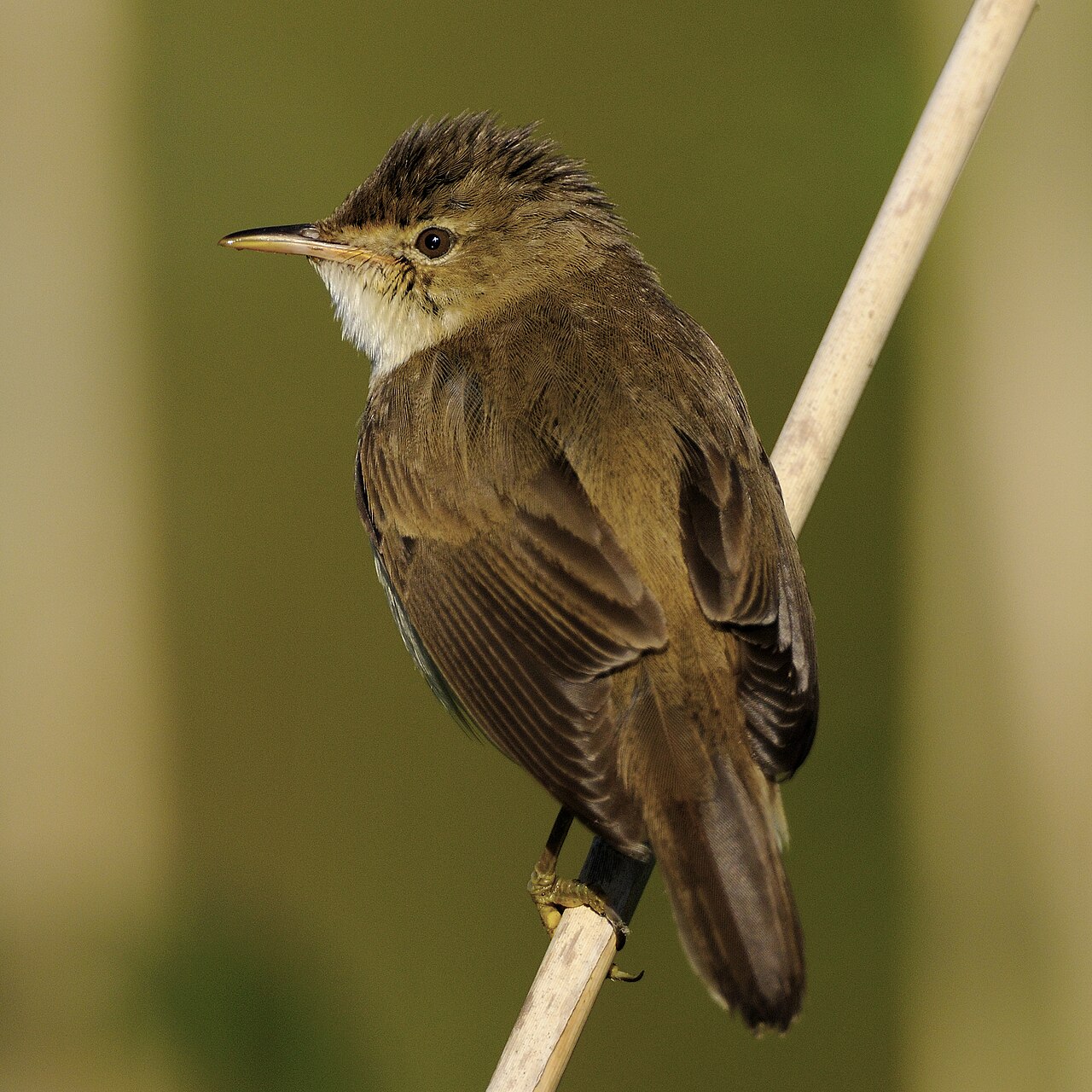 Common Reed Warbler