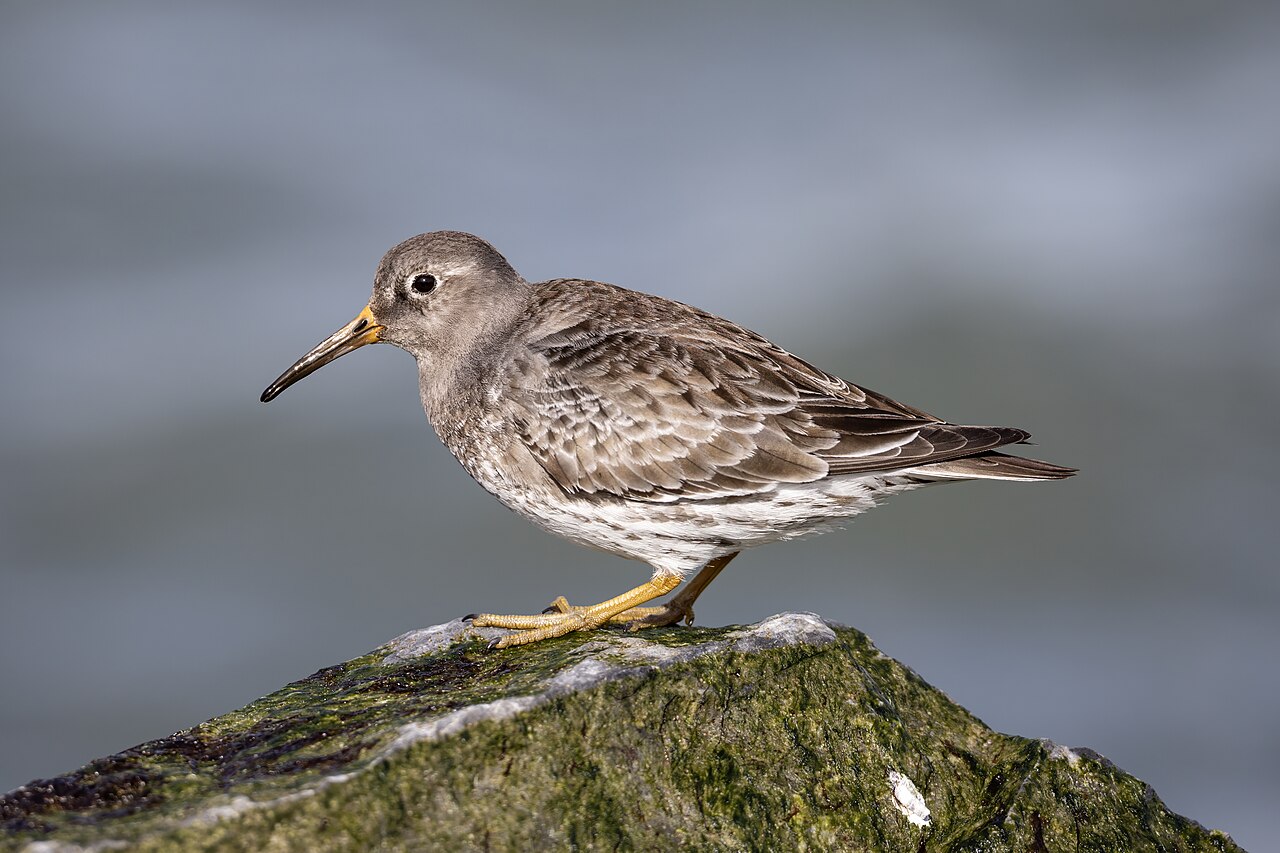 Purple Sandpiper