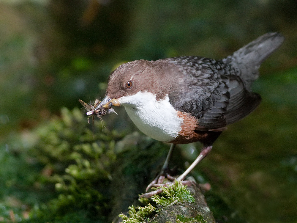 White-throated Dipper