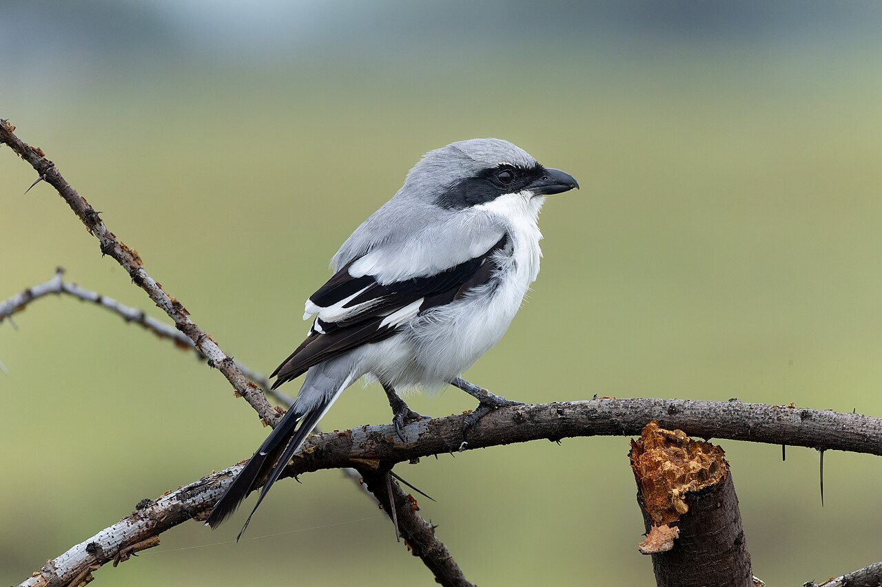 Great Grey Shrike