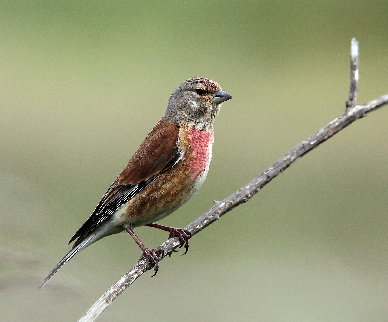 Common Linnet