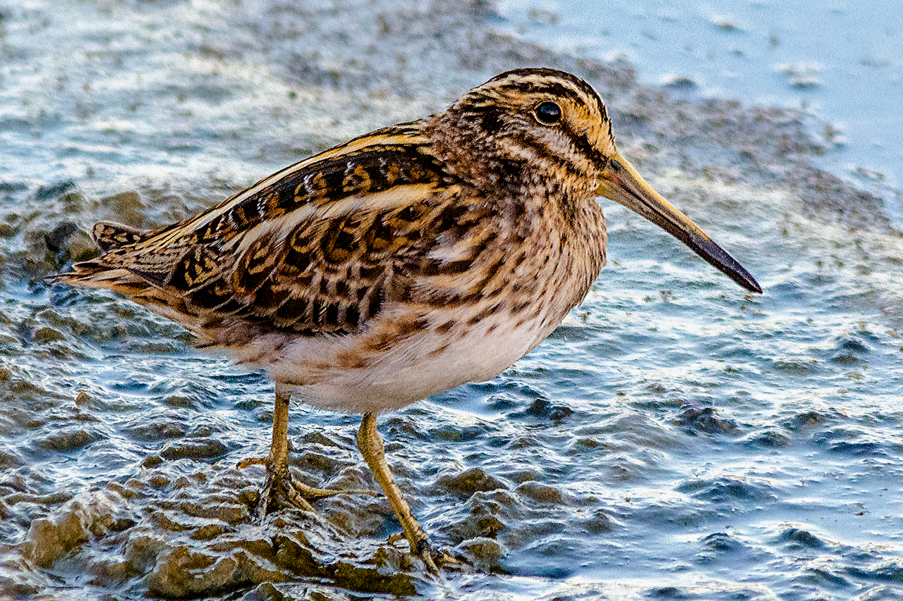 Jack Snipe