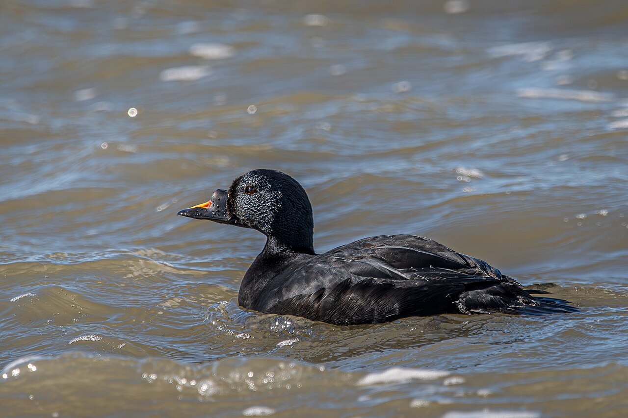 Common Scoter