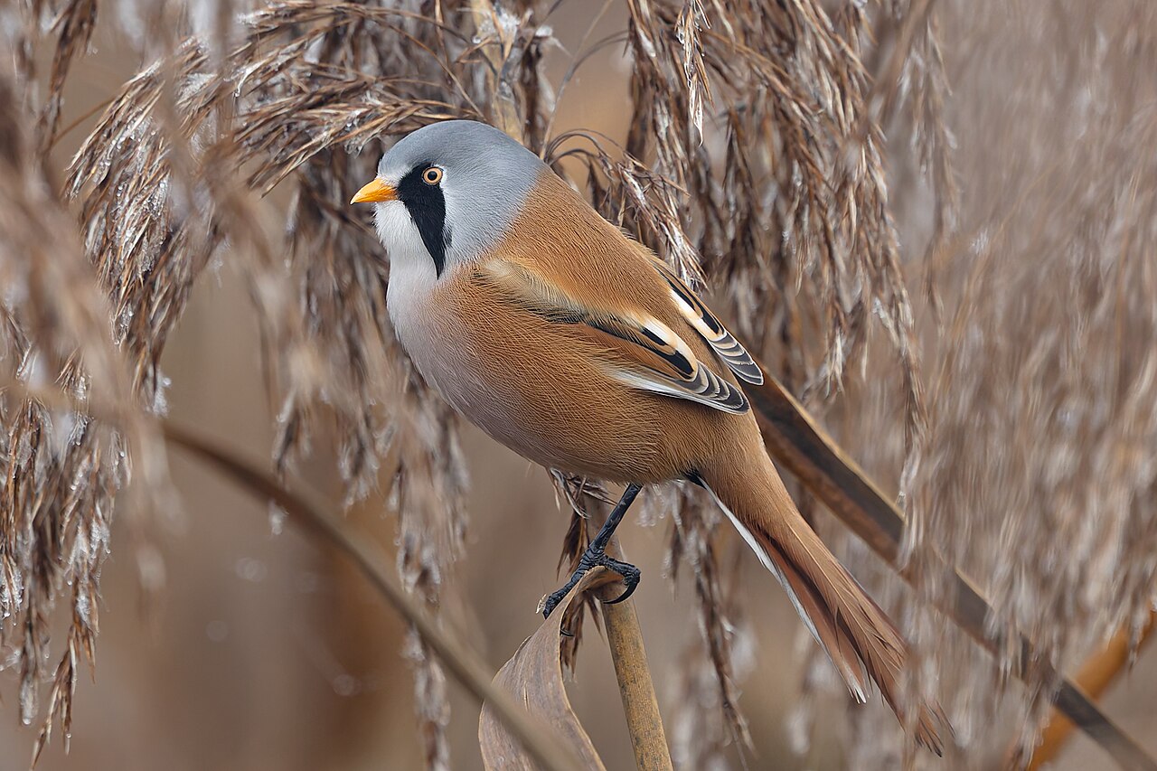 Bearded Reedling