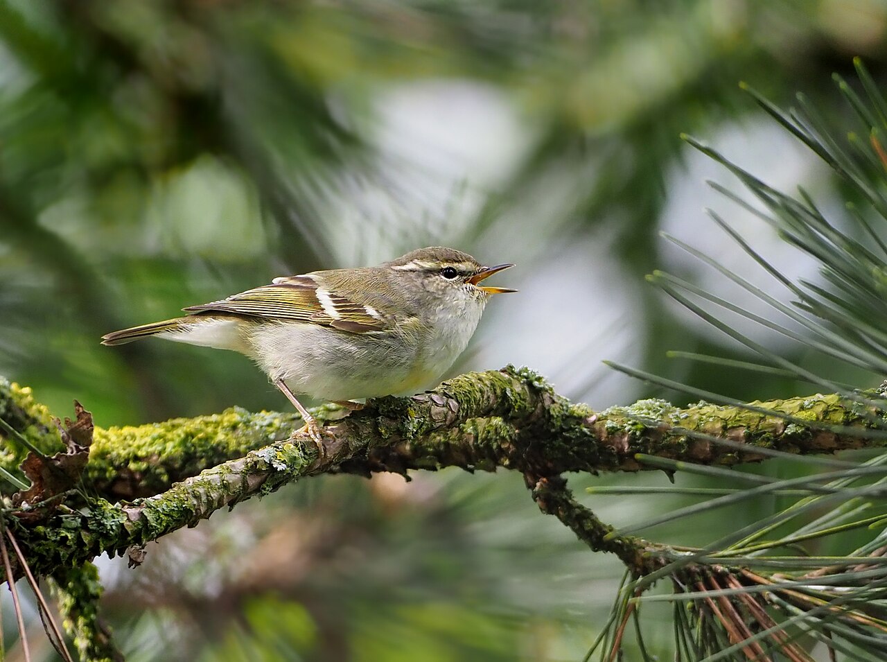 Yellow-browed Warbler