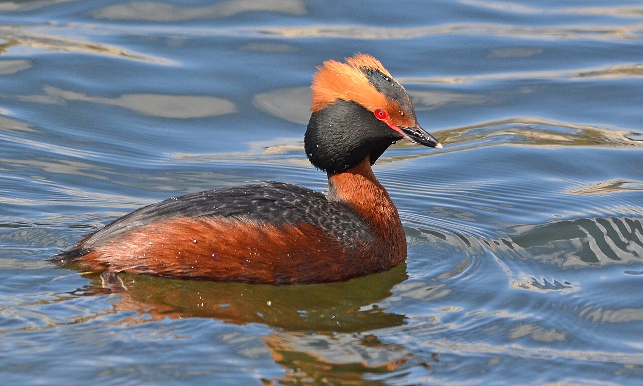 Horned Grebe