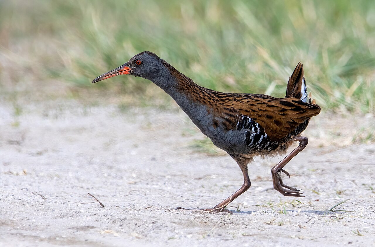 Water Rail