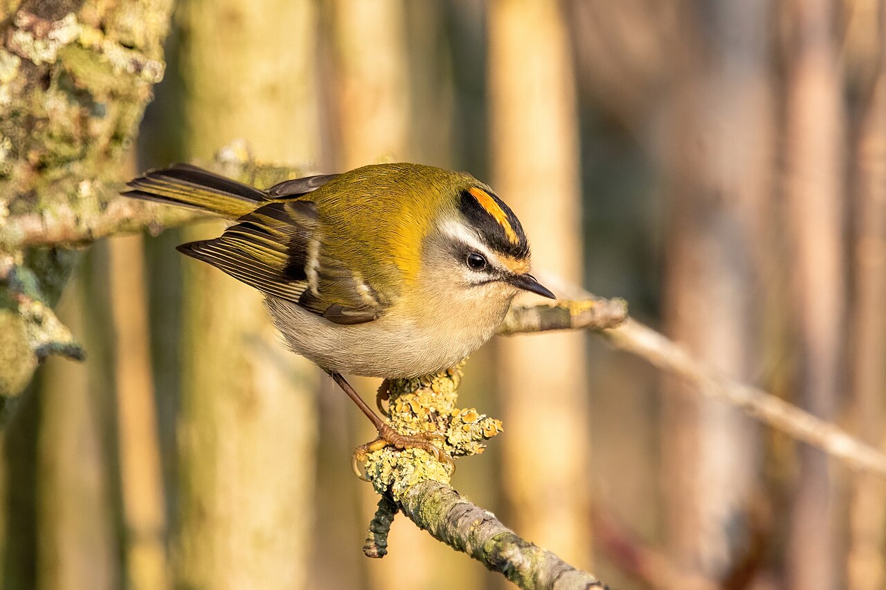 Common Firecrest