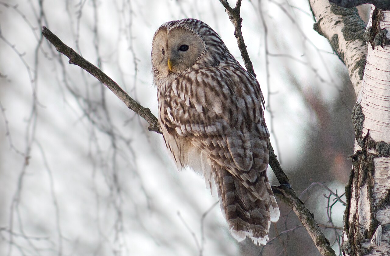 Ural Owl