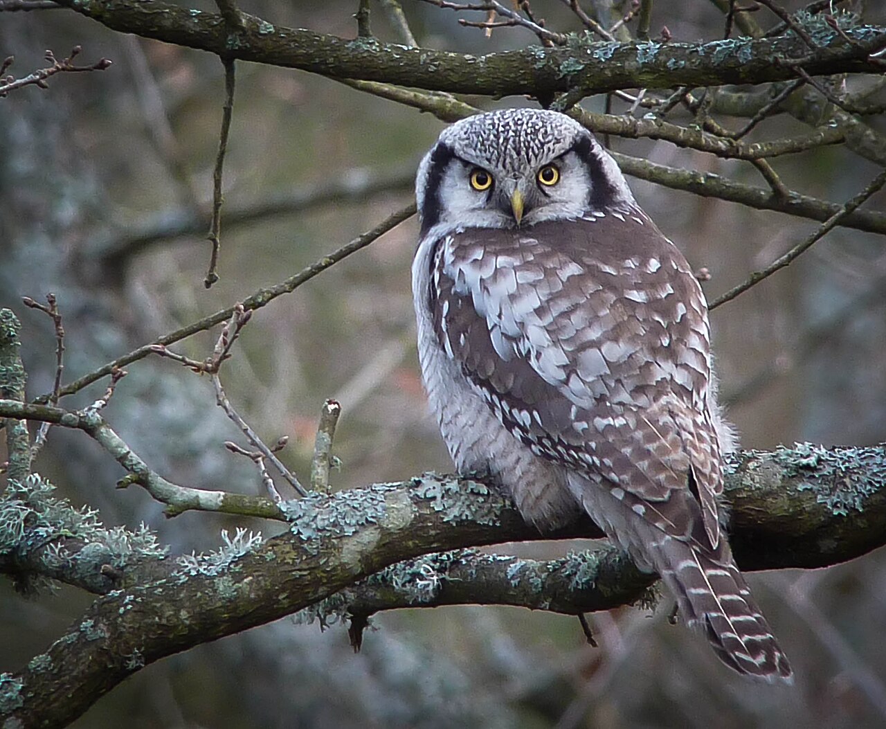 Northern Hawk-Owl