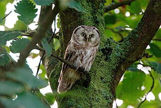Boreal Owl