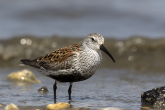 Dunlin