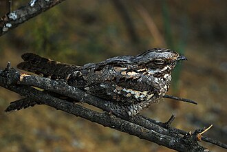 European Nightjar