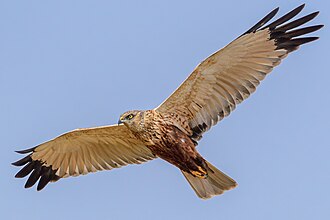Western Marsh Harrier