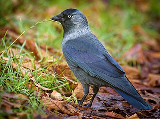 Western Jackdaw