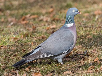 Common Wood Pigeon