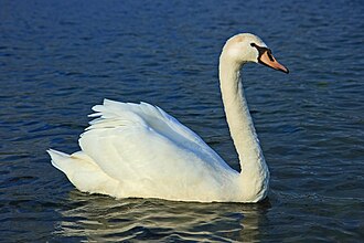 Mute Swan