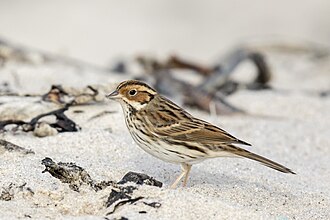 Little Bunting