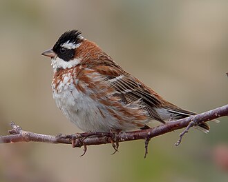 Rustic Bunting