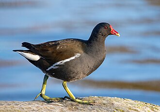 Common Moorhen