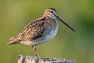 Common Snipe