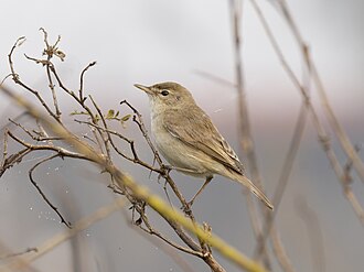 Booted Warbler