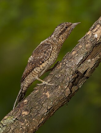 Eurasian Wryneck