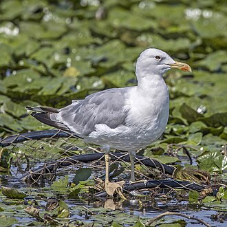 Caspian Gull