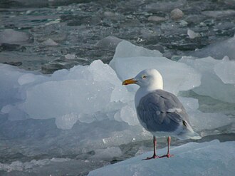 Glaucous Gull
