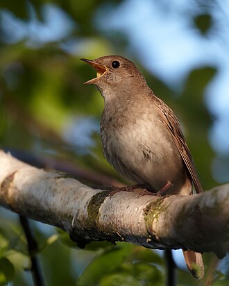 Thrush Nightingale