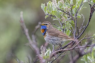 Bluethroat