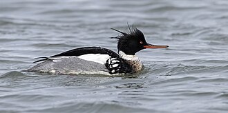 Red-breasted Merganser
