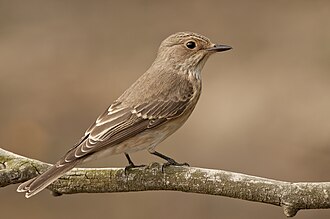 Spotted Flycatcher