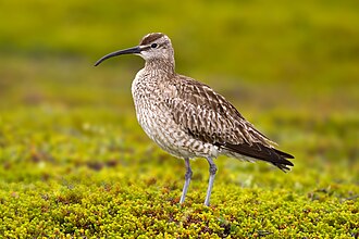 Eurasian Whimbrel