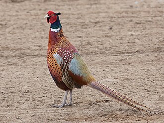 Common Pheasant