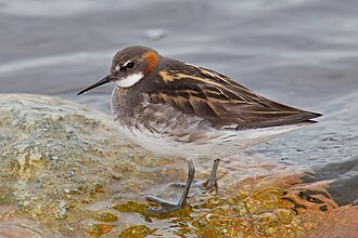 Red-necked Phalarope