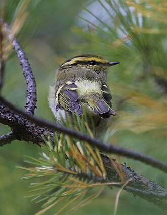 Pallas's Leaf Warbler