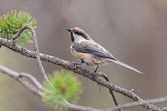 Grey-headed Chickadee