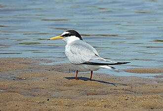 Little Tern