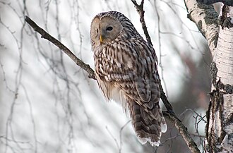 Ural Owl