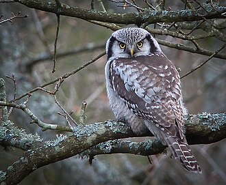 Northern Hawk-Owl