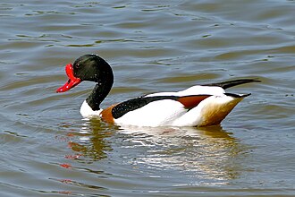 Common Shelduck