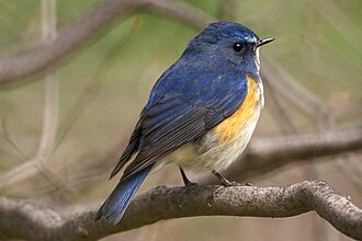 Red-flanked Bluetail