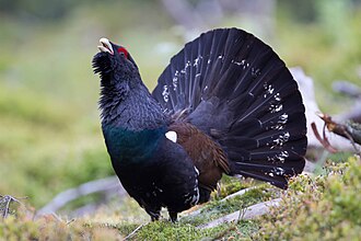 Western Capercaillie