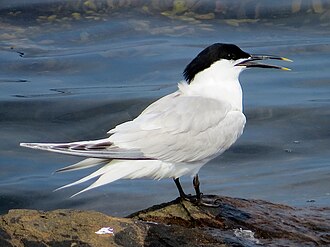 Sandwich Tern