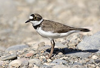 Little Ringed Plover