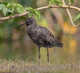 Spotted Redshank