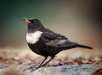 Ring Ouzel